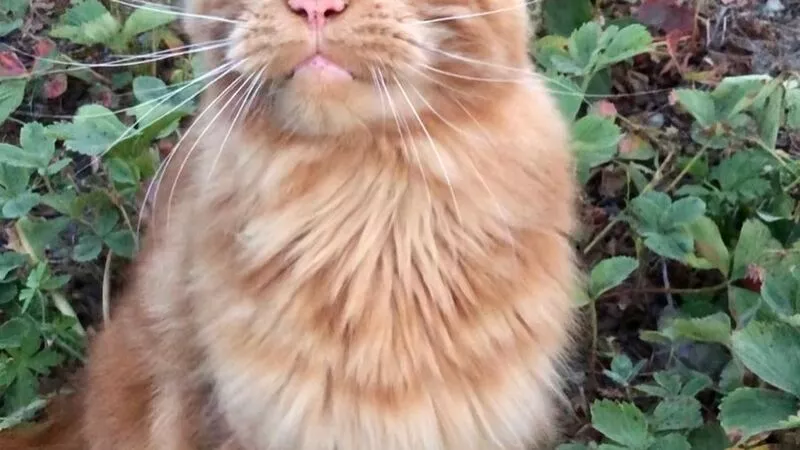 Кот-блогер Володя пропал на Сахалине. Хозяйка уверена, что его съели собаки