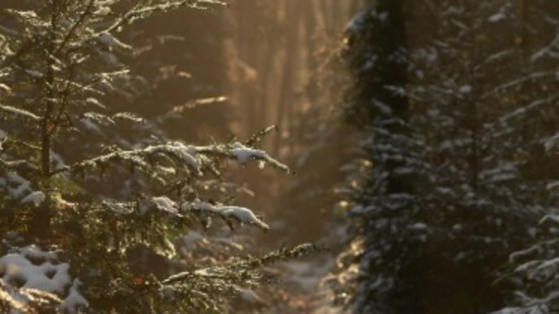 Потепление до -4 градусов прогнозируют в Южно-Сахалинске 19 января