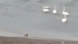 Мужчина натравливал собаку на лебедей на Курилах