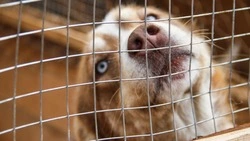 Собачий приют в Корсакове примет любую помощь от неравнодушных земляков