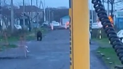 Взрослый медведь прогулялся по улицам Рейдово в компании телят и автомобилей