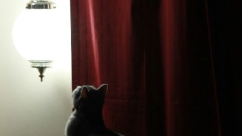 Школа, село и несколько улиц Южно-Сахалинска останутся без электричества 18 июня