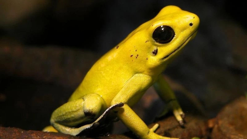 Минприроды России планирует обновить перечень животных, которых нельзя держать дома