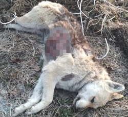 «Над ними просто издевались»: живодеры жестоко убили собак в Южно-Сахалинске