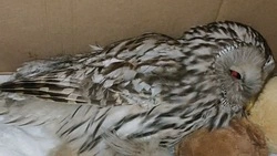 Фонд «Зеленый Сахалин» просит островитян помочь спасти пострадавших животных