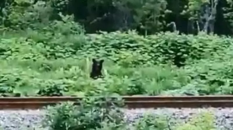 «Ну его в баню»: рыбаки не хотят ехать на реку в Долинском районе из-за медведей-партизан