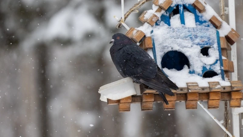 Синоптики предупредили об усилении ветра и снега в Сахалинской области 19 февраля