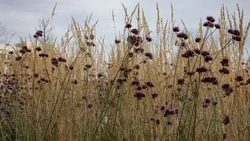 Туман и небольшой дождь ждет жителей Сахалина и Курил 4 сентября