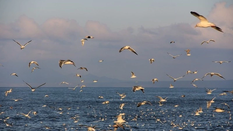 Вассерман назвал тех, кому выгоден конфликт по Курилам с Японией