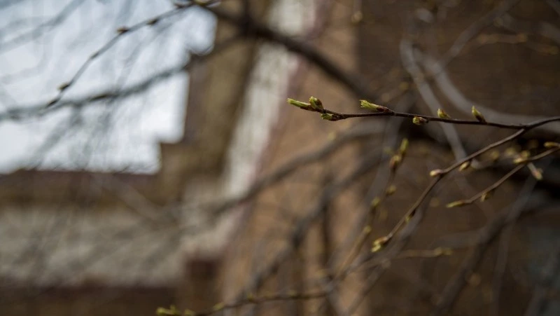 Погода в Южно-Сахалинске 8 апреля: от ночных заморозков к дневному теплу и дождю