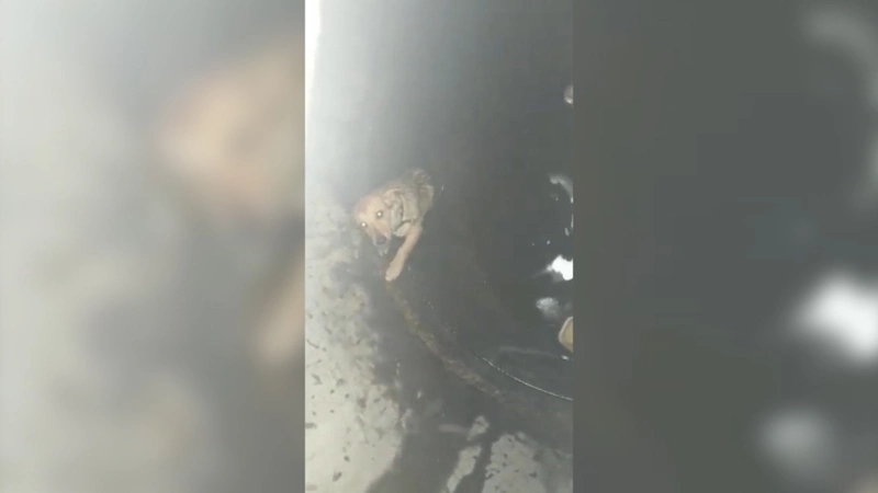 На Сахалине пятиклассница вызвала бригаду спасателей для щенка, упавшего в люк