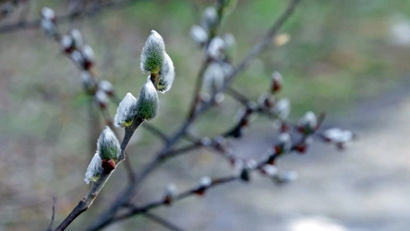 Вербное воскресенье в 2025 году: история и традиции праздника, приметы