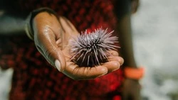 Японии запретили добывать морского ежа и крабов возле Курильских островов