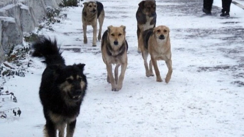 Искусанного собаками мальчика на Курилах самолетом экстренно увезли в Южно-Сахалинск