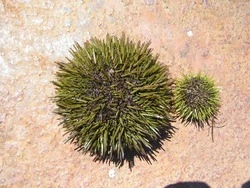 Массовую гибель морских ежей на Курилах опровергли ученые