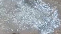 Массовую гибель мальков обнаружил рыбак в Углегорском районе