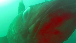 «Стало жутко»: сахалинский дайвер встретил «акулу» в Охотском море 