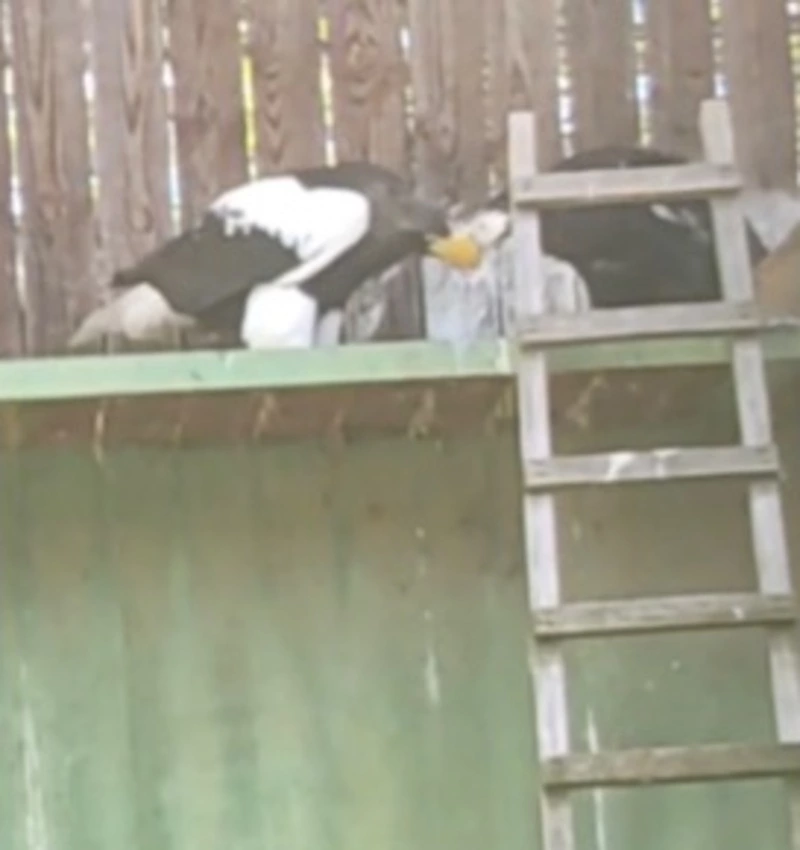 Краснокнижный белоплечий орлан Сахалин из Московского зоопарка стал папой