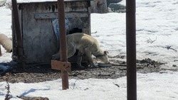 «Выросла не алабаем»: на Сахалине собаку выкинули на улицу умирать        