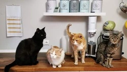 Топ-5 котов Сахалина, которые растопят сердечко даже самым черствым