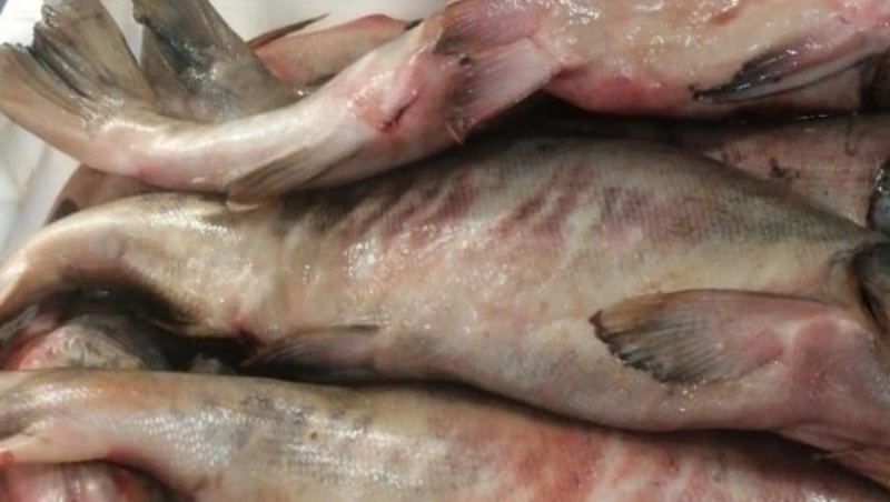 Свежую кету по 150 рублей за килограмм предложили жителям Томари и Анивы 20 октября