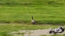 Птица из Красной книги прилетела на Кунашир после долгого ожидания