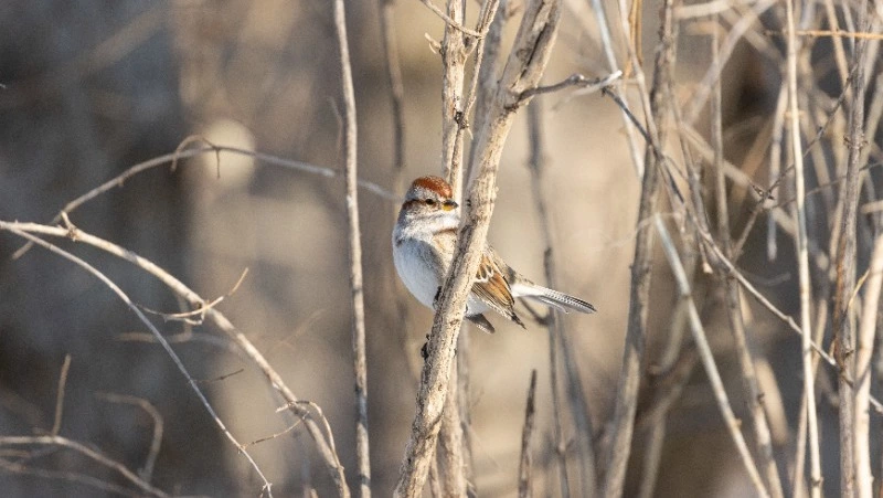 Народные приметы на 17 февраля 2024: что нельзя делать на Николу Студеного