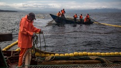 Сахалинские добытчики лосося озвучили свои проблемы 