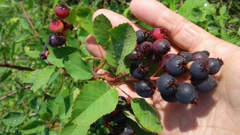 Сахалинец восемь лет бился с американской ягодой иргой и наконец получил урожай