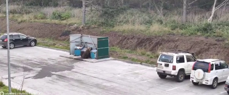 «Будьте осторожны»: проявляющих интерес к людям медведей ликвидировали на Итурупе