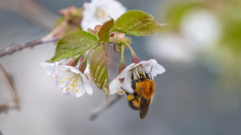 Мировые синоптики рассказали, чем удивит весна 2026 на Сахалине и Курилах
