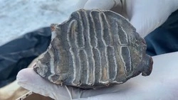 Сахалинские таможенники пресекли вывоз костей древних животных в Нидерланды