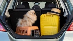 Улетаем в отпуск с питомцем: персональный чек-лист подготовки для сахалинца