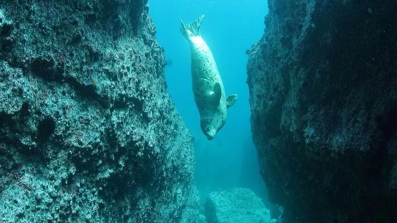 На Монероне фотогеничные нерпы позировали на камеру