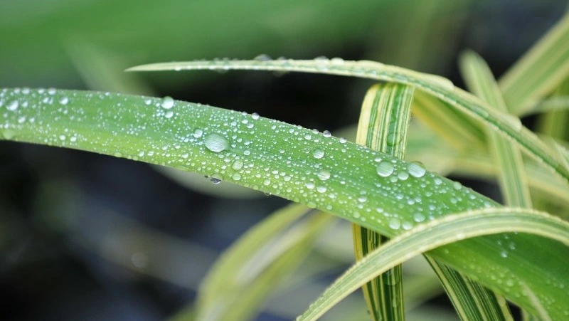 Иван — Медвяные росы: народные приметы, что нельзя делать 7 июня