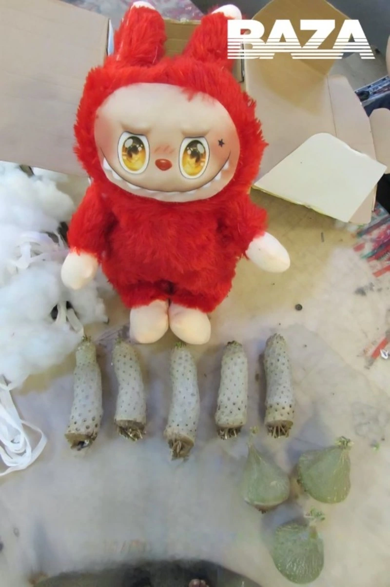 Контрабанда внутри Лабубу: россиянин пытался провезти черенки кактусов в популярной игрушке