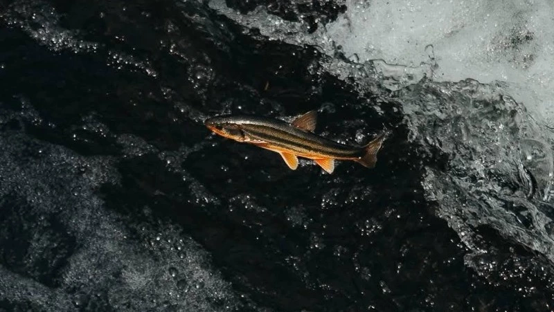 Рыбопромышленников Сахалина призвали пропускать рыбу, чтобы не злить медведей