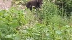 «Мясо какое-то ест!» Медведь пообедал на глазах у сахалинцев