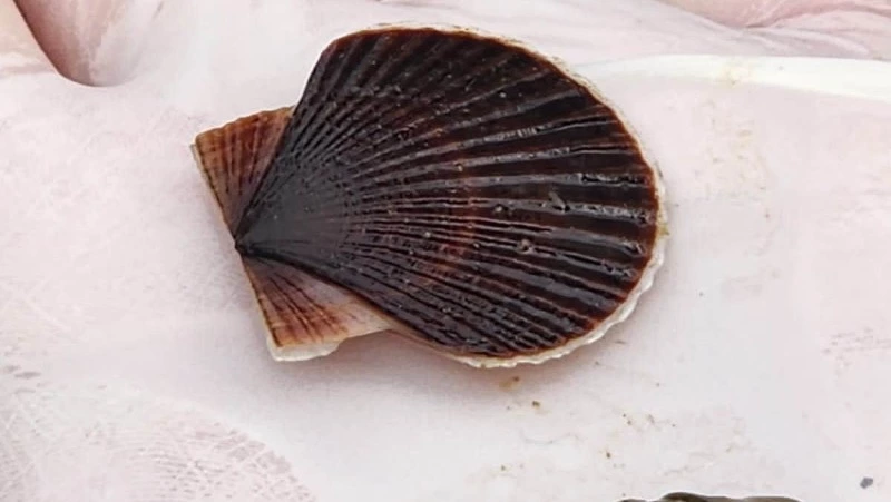 Более 54 млн гребешков и 1,4 млн трепангов выпустили в море у берегов Сахалина