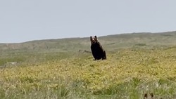 Медведь проскакал по полю перед людьми на Курилах