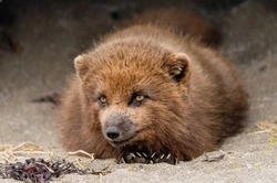 Cкелет кашалота и песца на Курилах показала российский блогер