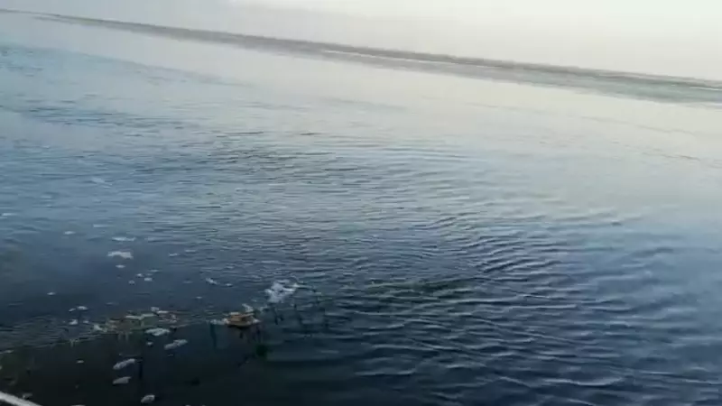 Браконьеры на севере Сахалина сетями перекрыли кете путь к местам нереста