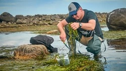 Проект переработки водорослей для медицины и пищевой индустрии запустили на Сахалине