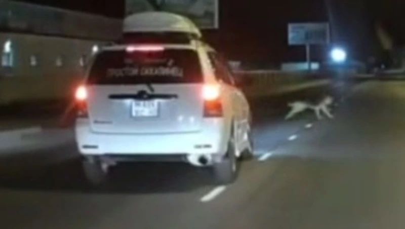 Сахалинский блогер на машине спас прохожего от агрессивного пса