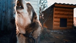 Южносахалинец считает, что запрет на прогулки по чужим дворам спасет детей от укусов собак