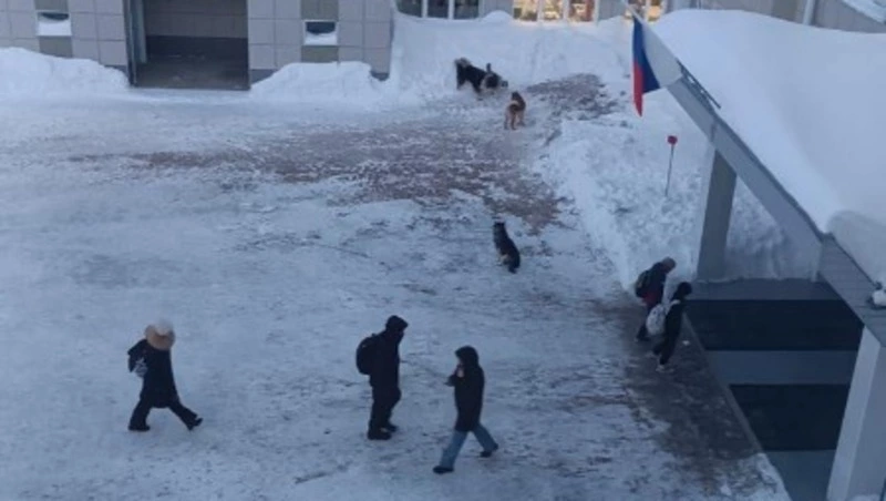 Жители Охи в панике из-за стай бродячих собак, оккупировавших дворы и школу