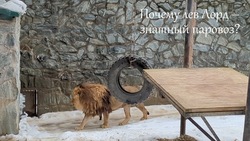 «Слегка намокла корона»: лев из зоопарка Южно-Сахалинска не оценил дождливую погоду