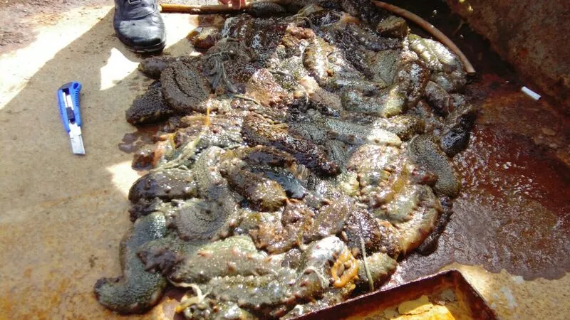 Браконьеры продолжают истреблять трепанг на Сахалине