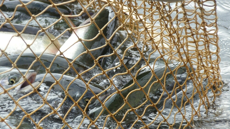 Сахалинские эксперты нашли личинки гельминтов почти в каждой десятой исследованной рыбе