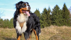 Штрафы на 200 тысяч рублей грозят владельцам кусачих собак в России